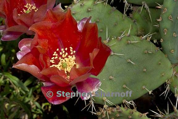 opuntia littoralis var vaseyi 3 graphic